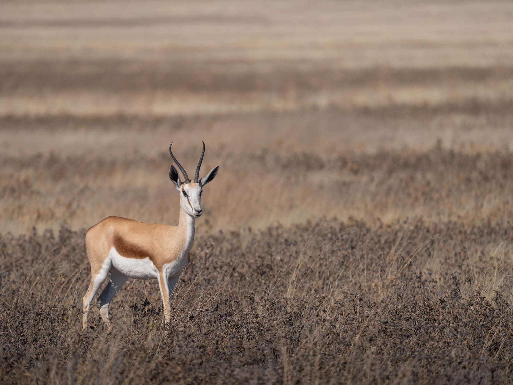 Un springbok seul dans la savane, tourné vers l'objectif